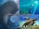 Moalboal Sardines Sea Turtles Snorkeling - Highland Adventure Tours