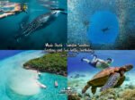 Whale Shark Sumilon Sardines and Sea Turtles - Highland Adventure Tours